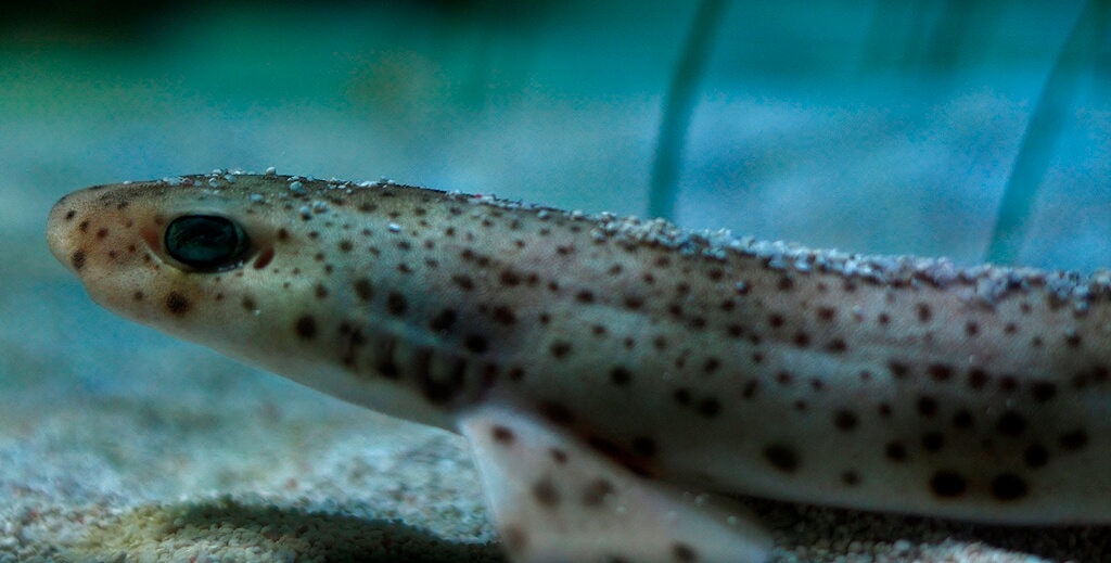 Juvenile Catshark at Bristol Aquarium