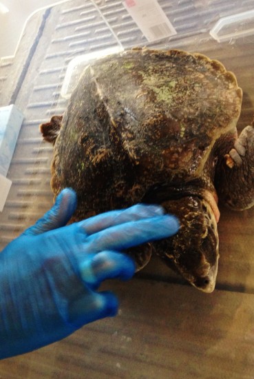 Bristol Aquarium_Kemp Ridley Sea Turtle