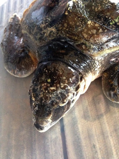 Bristol Aquarium_Kemp Ridley Sea Turtle rescue 14 Dec 2015_Photo Sarah Moore (6) (1350x1800)