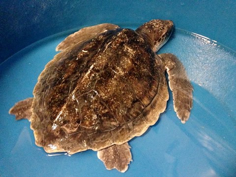 Bristol Aquarium_Kemp Ridley Sea Turtle rescue 14 Dec 2015_Photo Sarah Moore_WEB