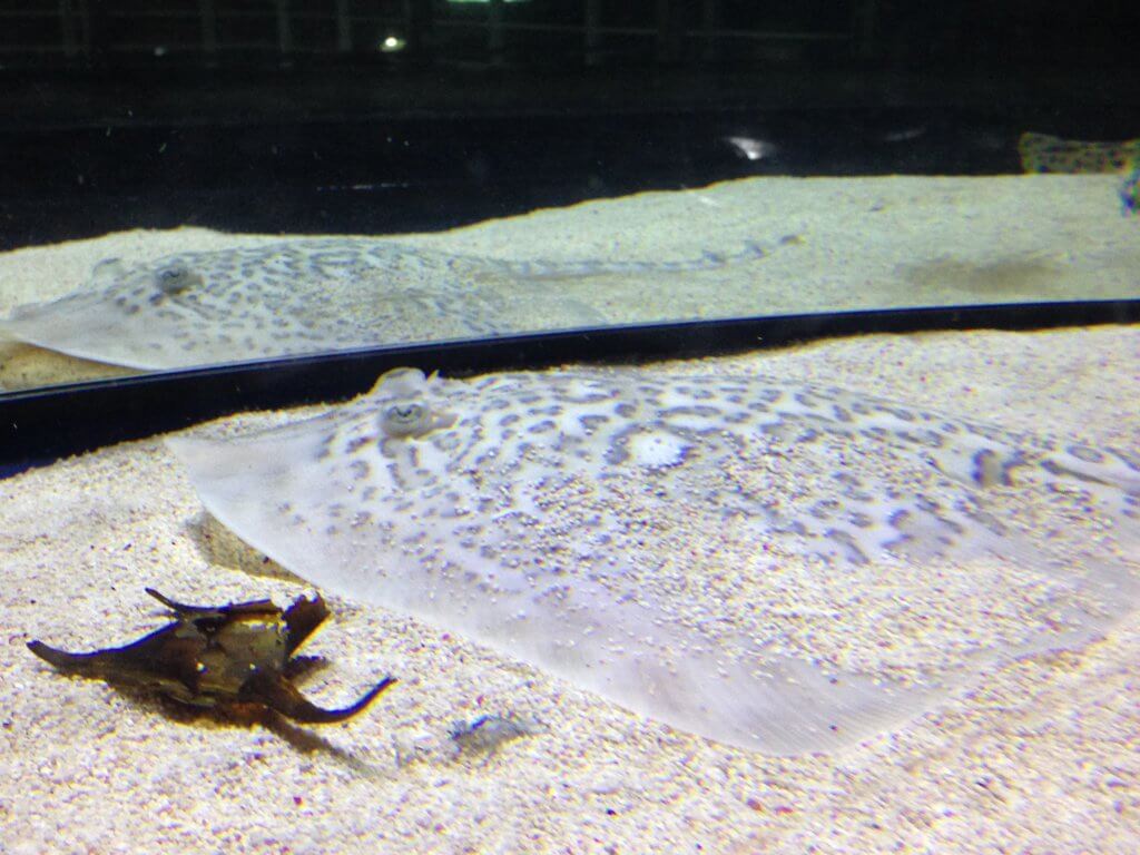 Juvenile Ray in Nursery Display at Bristol Aquarium